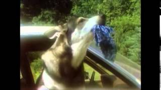 Video thumbnail of "Terry Bush - Maybe tomorrow (The littlest hobo) (Music video)"