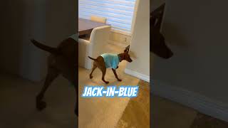 JackinBlue #dog #vizslapuppy #funnypuppy #puppy #funny #pets #dogbreed #happypuppy #vizsla