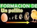 Como se FORMA un Pollito en el cascarón - narrado en español ✅🐣