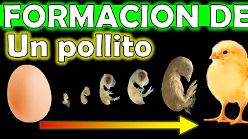 ¿Es un huevo un periodo de pollos?