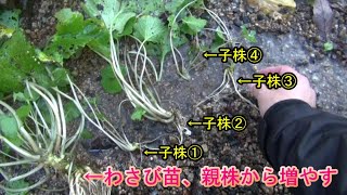 わさびの分けつ（子株）栽培、苗を増やす