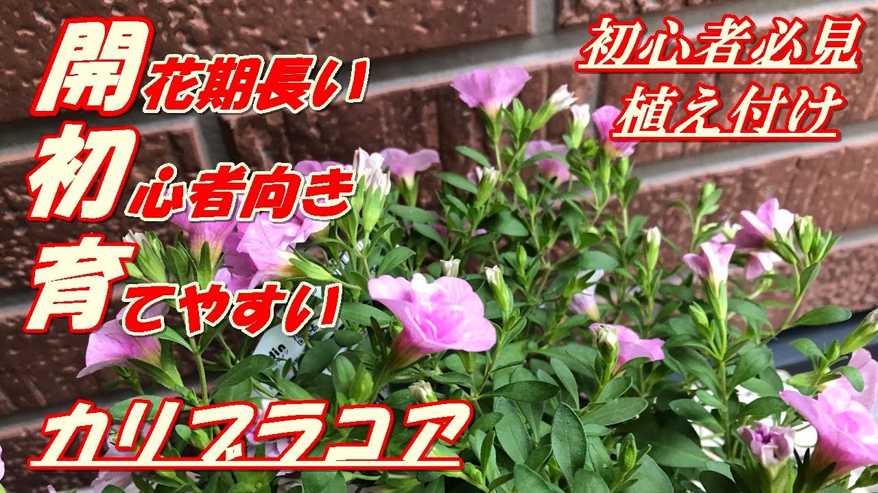 花 カリブラコアの育て方 植え付け Youtube