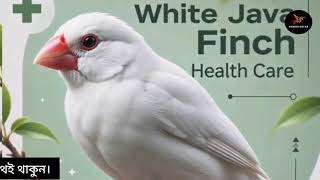 সাদা জাভা পাখির সম্পূর্ণ ভিটামিন কোর্স | White Java Bird Complete Vitamin Course