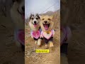 Can I guard your sandwich #puppy #cute #viral