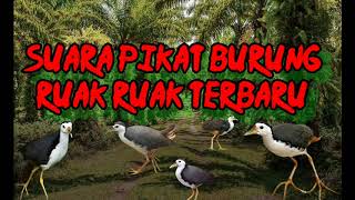 Suara pikat Ampuh Burung Ruak Ruak#pagi,siang,malam