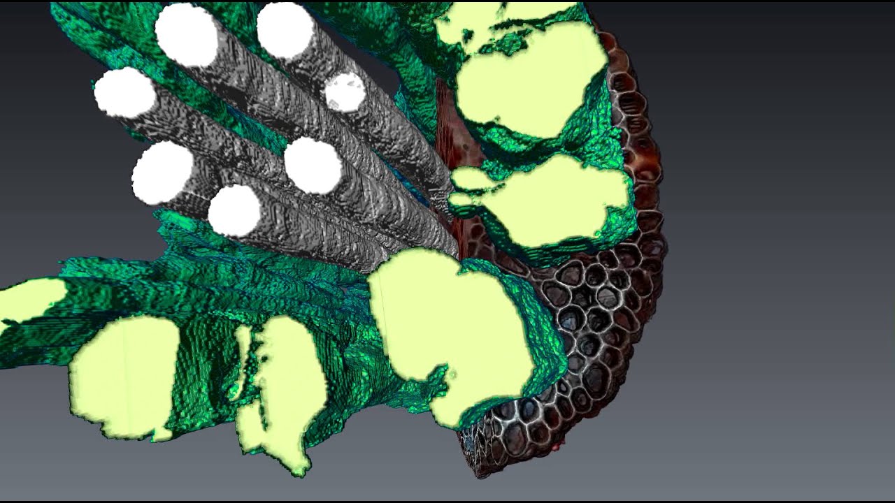 Maize Xylum and Aerenchyma Visualization