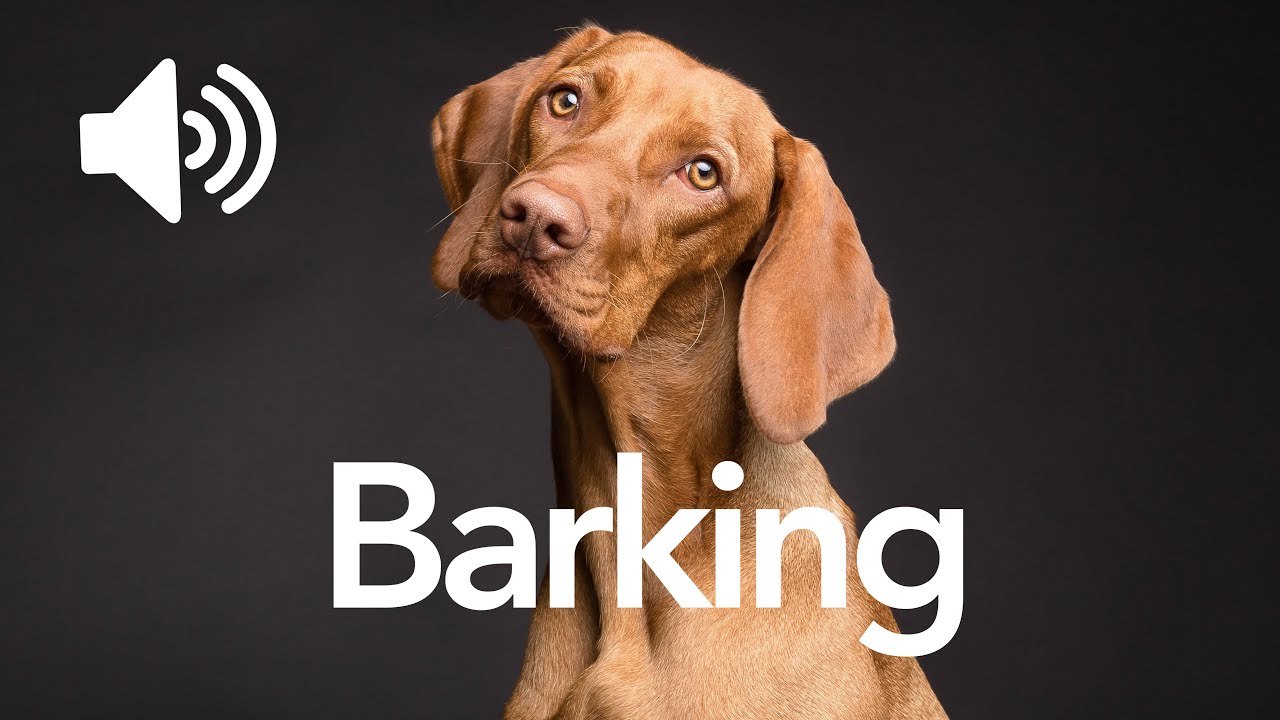Barking sound. Barking Sounds. Barking Dog. Sound Effects Sound Dogs.