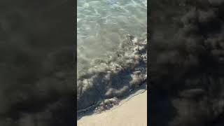 Virgin Islands || Beautiful Beaches in Paradise #virginislands #travel #shorts