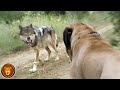 Hunderassen, die Wölfe besiegen können