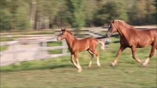 Daventry's Oh Snap! by Daventry Equestrian 430 views 7 years ago 1 minute, 7 seconds