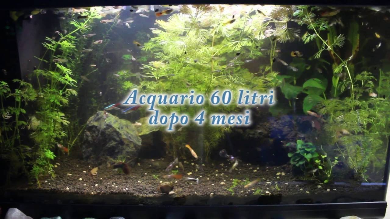 Meraviglioso Acquario tropicale 60 litri - YouTube
