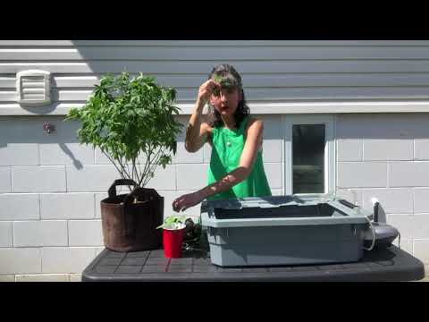Comment les plantes Clone