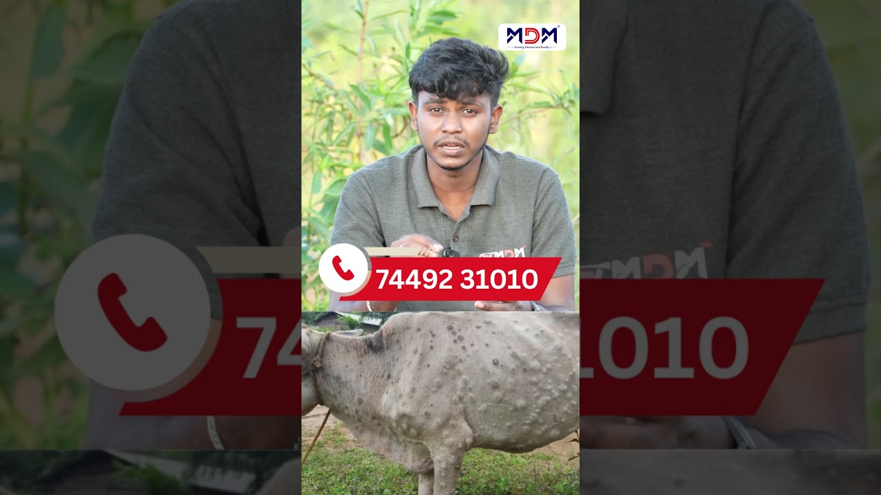 Cow Comfort Mat – Increase Milk Yield & Reduce Injuries! 🐄💯 