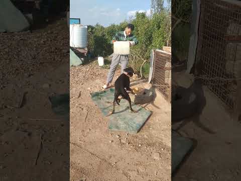 رايح الشغل لقيت ديڤل أخطر كلب عطشان قلت هحاول أشربه وربنا يسترها والحمدلله شرب