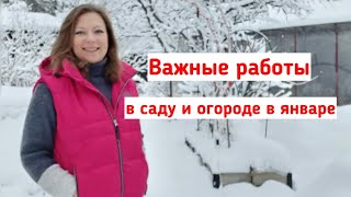 Работы в саду и огороде в январе! Как защитить растения, что делать со снегом, подзимние посевы