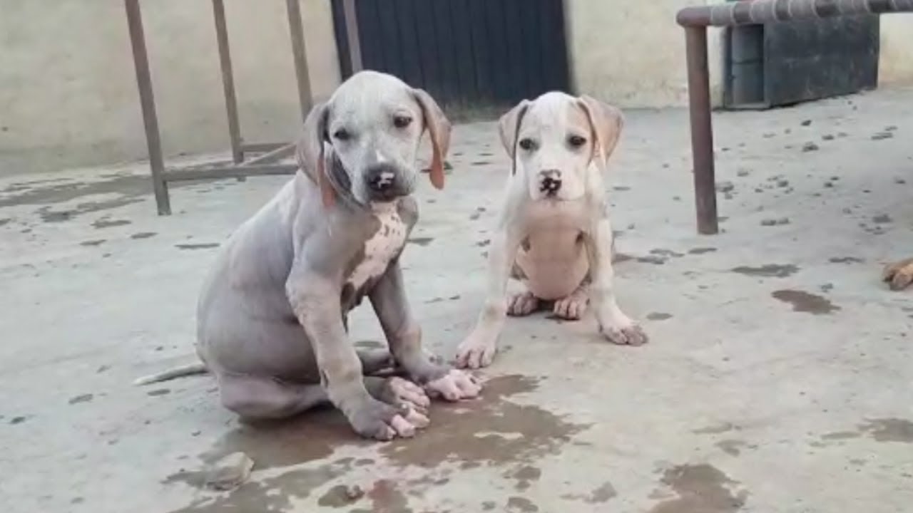 Top Quality Bully Kutta Puppies For Sale YouTube