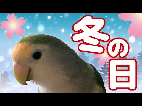 どんぐりアート♡インコちゃん5羽添え春のオブジェ♡ どんぐりアート♡インコちゃん5羽添え春のオブジェ♡ CAP! (@cap