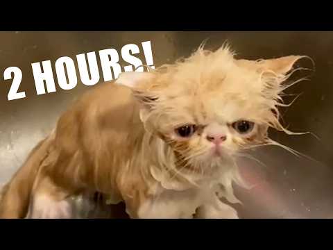 2 Hours - The Cutest Pets and Funny Animals of April 2025 - Best of the Month!