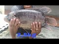 Câu chơi không ngờ dính cá TAI TƯỢNG khủng| Fishing câu cá tự nhiên