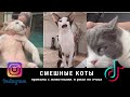 Смешные коты, смешные животные + видео из Tik Tok. Я ржал пол часа