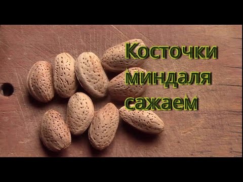 Миндаль.  Сажаем косточки миндаля.