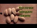 Миндаль.  Сажаем косточки миндаля.