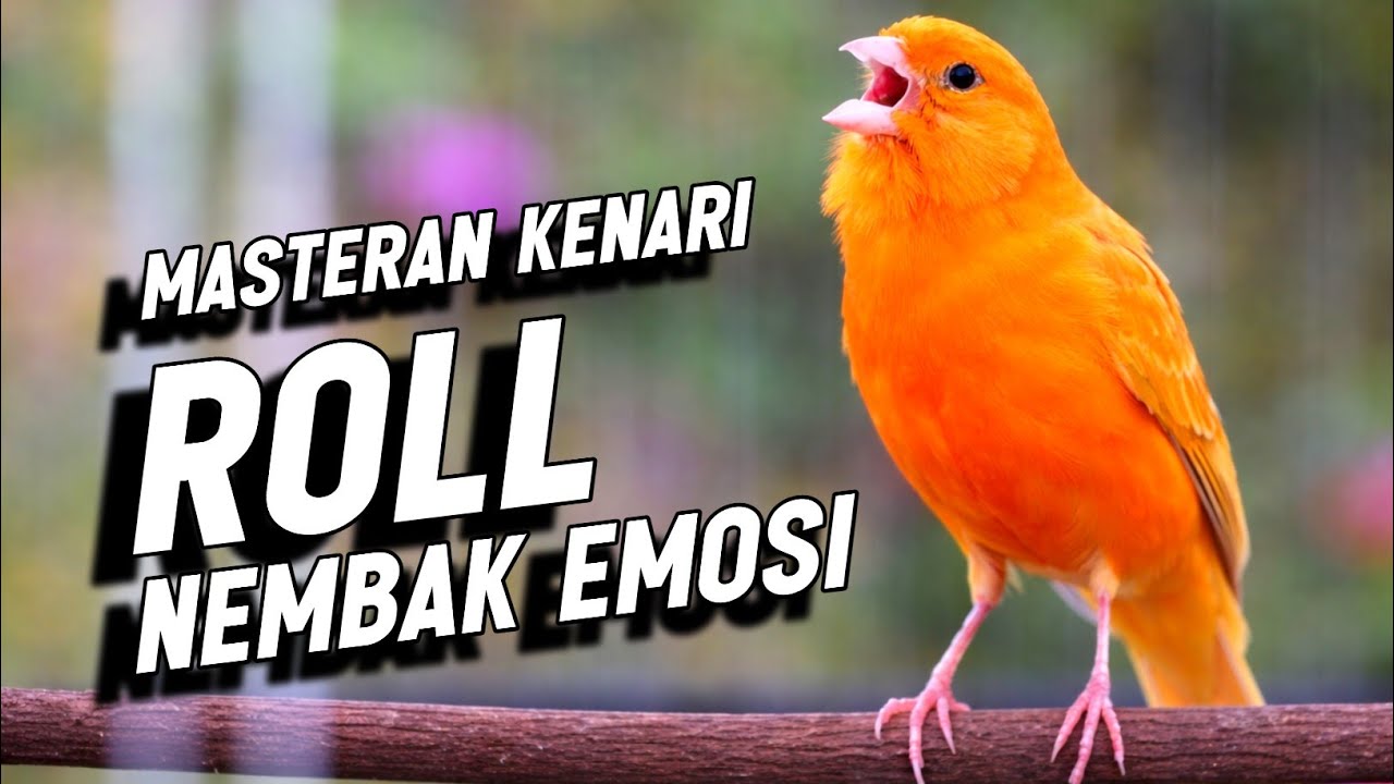 Suara Burung Kenari Gacor Nembak Panjang Ampuh utk Pancingan Kenari Macet Bunyi, Langsung Nyaut !