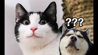 Adopted a cat like husky! Cried the pooppicker, what did she experience... | SanHua Cat Live