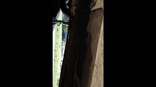 2001 Honda Accord 2.3 vtech catilitic converter knocking