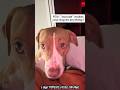 Training A Dog Be Like: Pure Chaos😂😅#dog #dramatic #reaction #pet #training