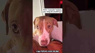 Training A Dog Be Like: Pure Chaos😂😅#dog #dramatic #reaction #pet #training