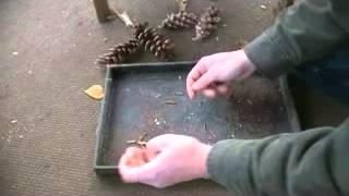 Where to Find and How to Plant Pine Tree Seeds