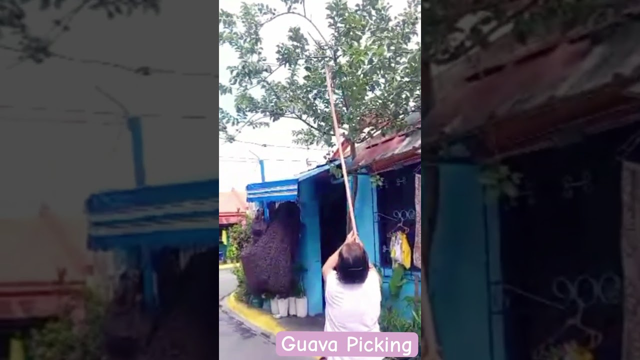 Fresh Guavas / Guava Picking 