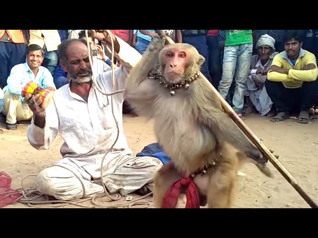 Haryanvi Bandar Bandariya Ka Khel || क्या कमाल का बंदर है | Comedy Video | Video From My Phone class=