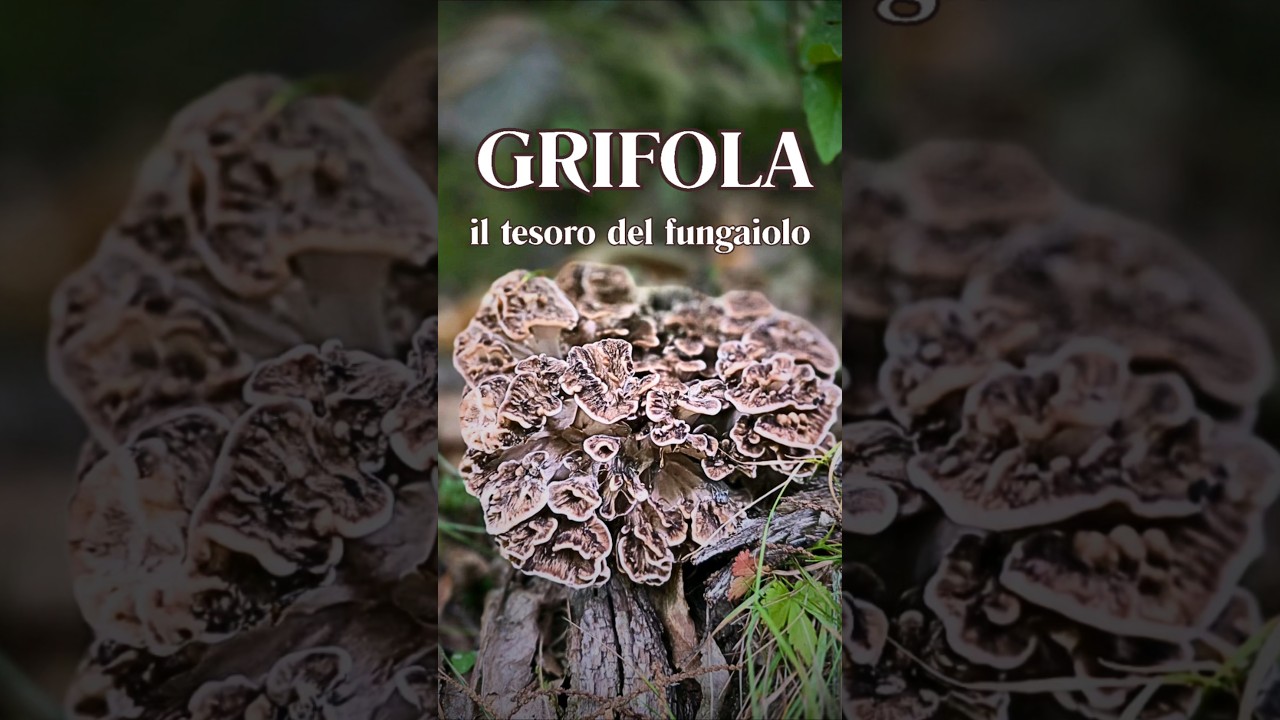 Grifola frondosa in padella: il fungo che sa di crostacei! #food