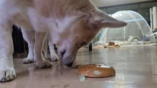 Time to eat a hamburger by ilovemydog 3,370 views 1 year ago 5 minutes, 3 seconds