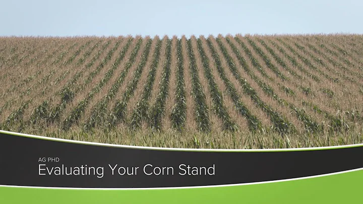 Evaluating Your Corn Stand (From Ag PhD Show #1165 - Air Date 8-2-20)