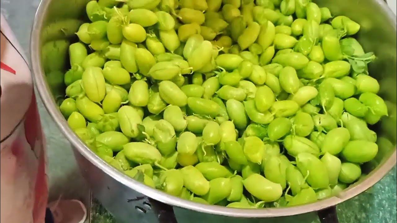 cómo cocer guasanas prepara garbanzo tiernos YouTube
