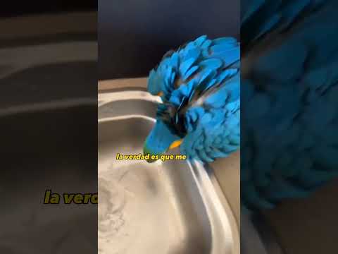 Video: Guacamayo azul en condiciones naturales y domésticas. foto de loros