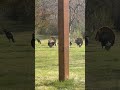 Saw some turkeys this morning 