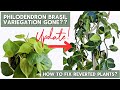 Update on the reverted philodendron brasil