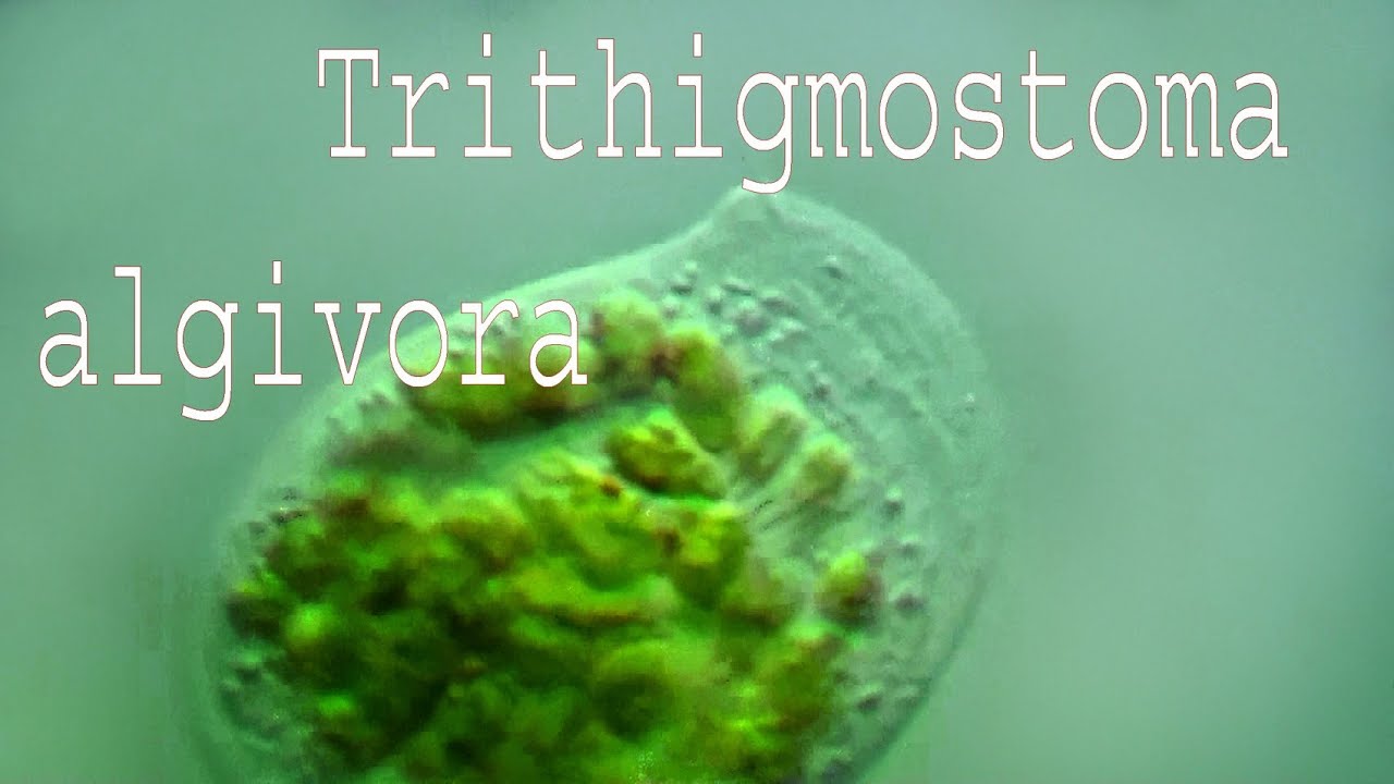 Pseudochilodonopsis algivora