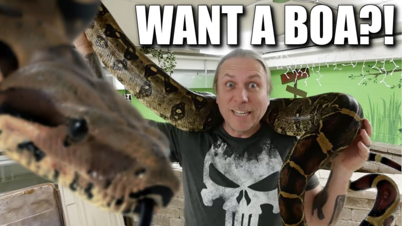 vlogs in spanish I WANT A BOA CONSTRICTOR!! NOW WHAT??| BRIAN BARCZYK