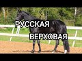 Русская верховая|порода лошадей русская верховая
