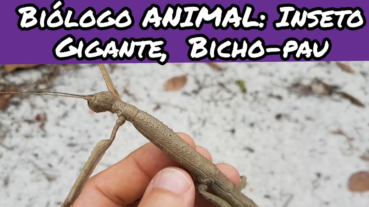 Biologo ANIMAL: Inseto Gigante Bicho-pau, Cladomorphus phyllinus.