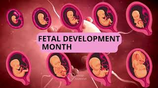 Fetal development month by month 👶 Embryo And Fetus evolution In Moms Womb| AM screenshot 3