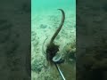 Cả Một Khu Vực Đầy Dấu Vết Sinh Vật Biển! | Full of Sea Creature Signs