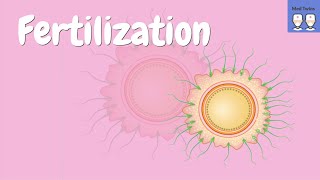 Fertilization physiology [Acrosome reaction, Zona pellucida, ZP2, ZP3, Cortical granules, PH20]