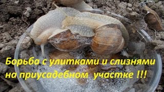 Борьба с улитками и слизнями на приусадебном участке !!! Как поймать улиток !!!