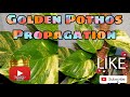 How to propagate a Giant Pothos plant #hugasbigas #devilsivy #giantpothos #Luckyplant